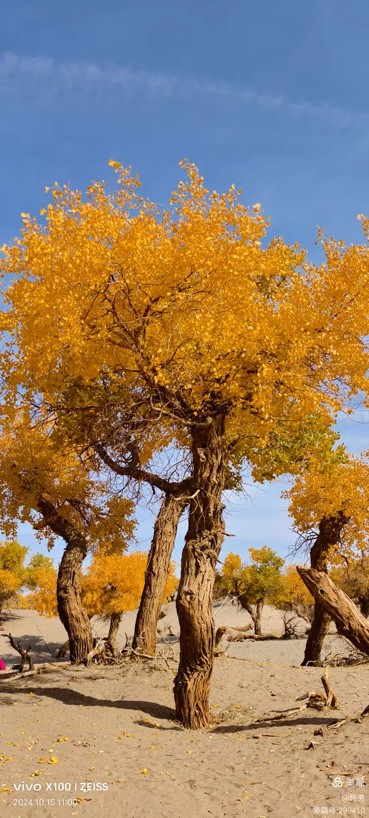 额济纳旗胡杨林景区(额济纳旗胡杨林景区图片)-第2张图片