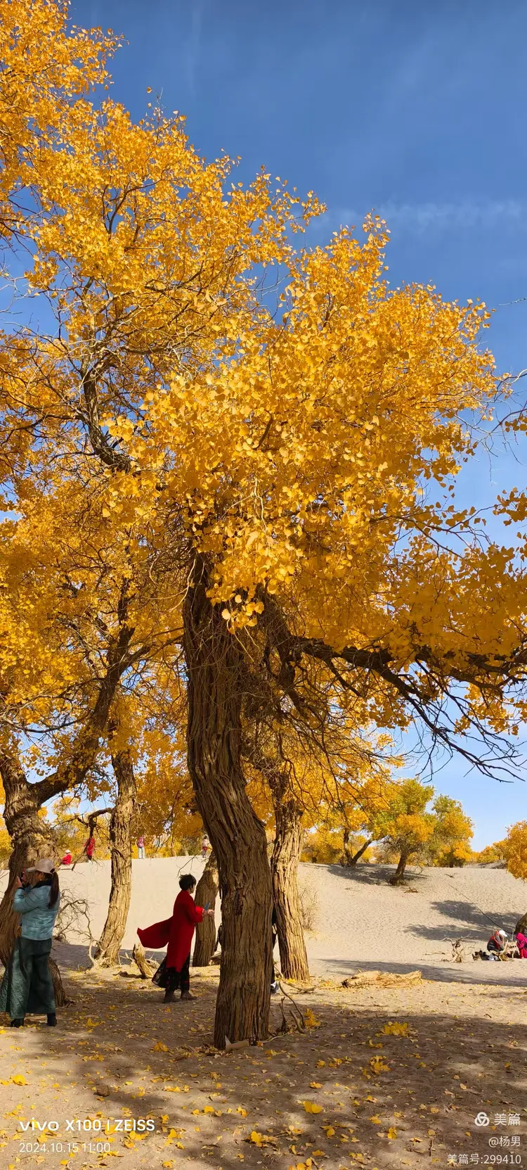 额济纳旗胡杨林景区(额济纳旗胡杨林景区图片)-第1张图片