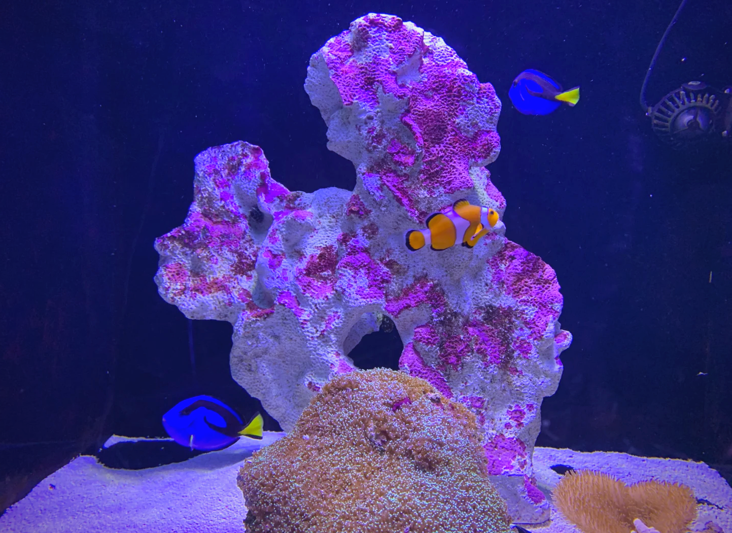 【北京富国海底世界门票,北京富国海底世界门票团购】-第2张图片