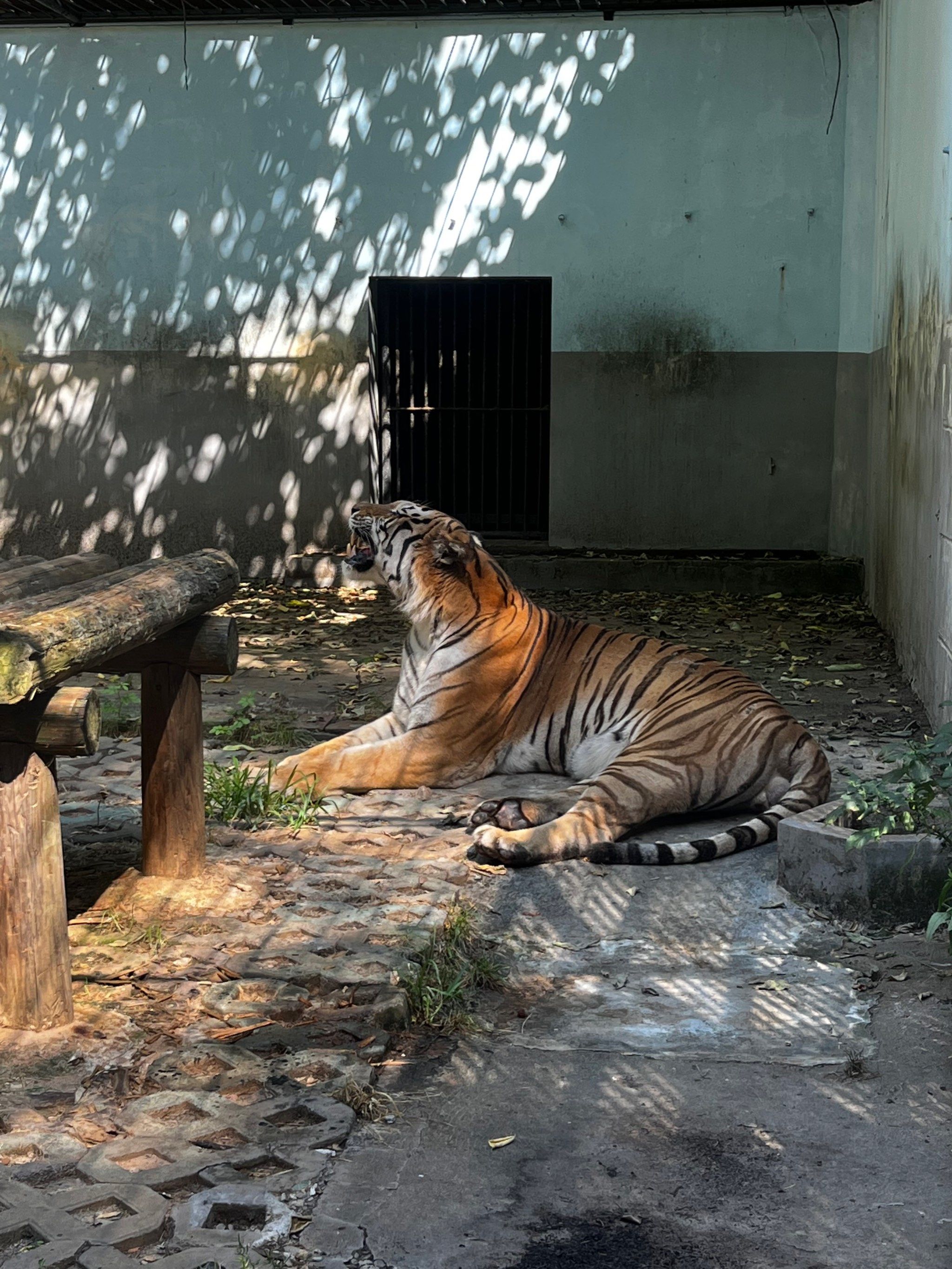 西安秦岭野生动物园门票(西安秦岭野生动物园门票优惠政策)-第1张图片