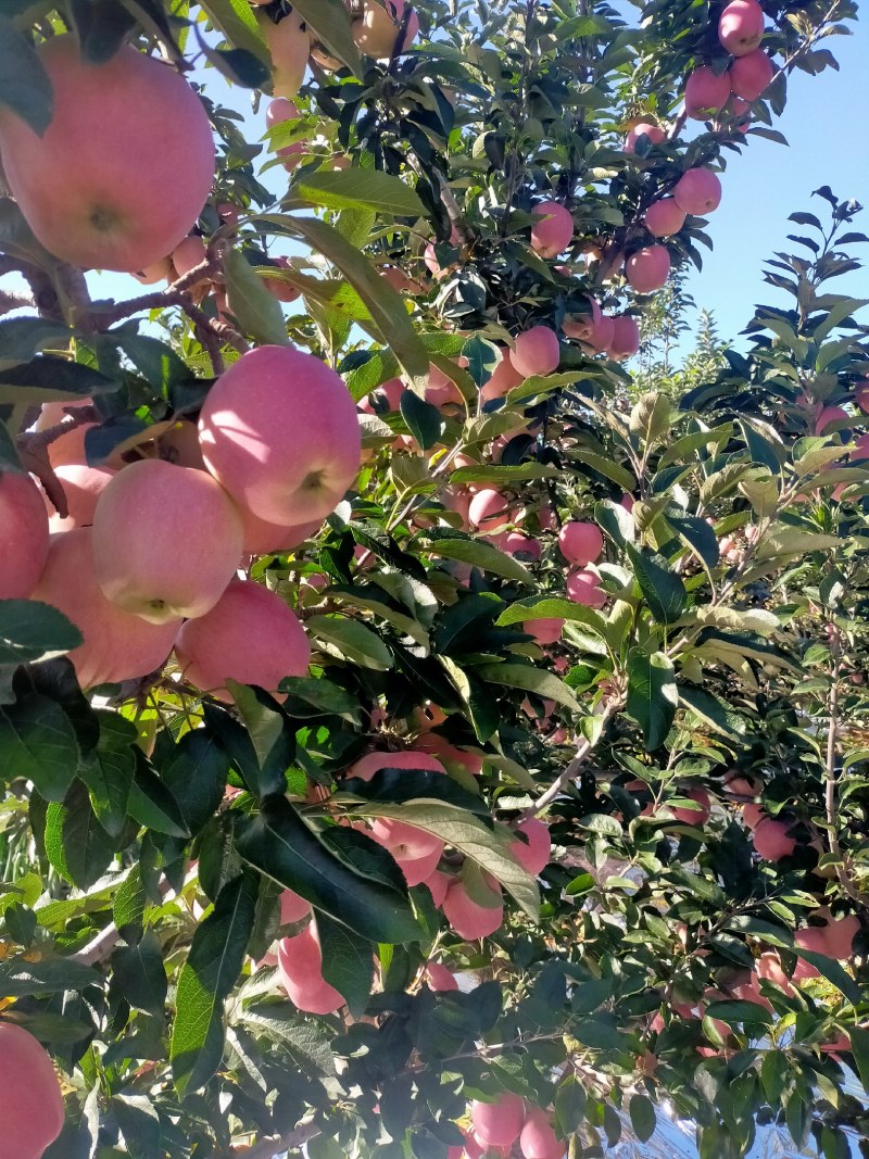 绥中县疫情最新消息(绥中县百度百科)-第3张图片