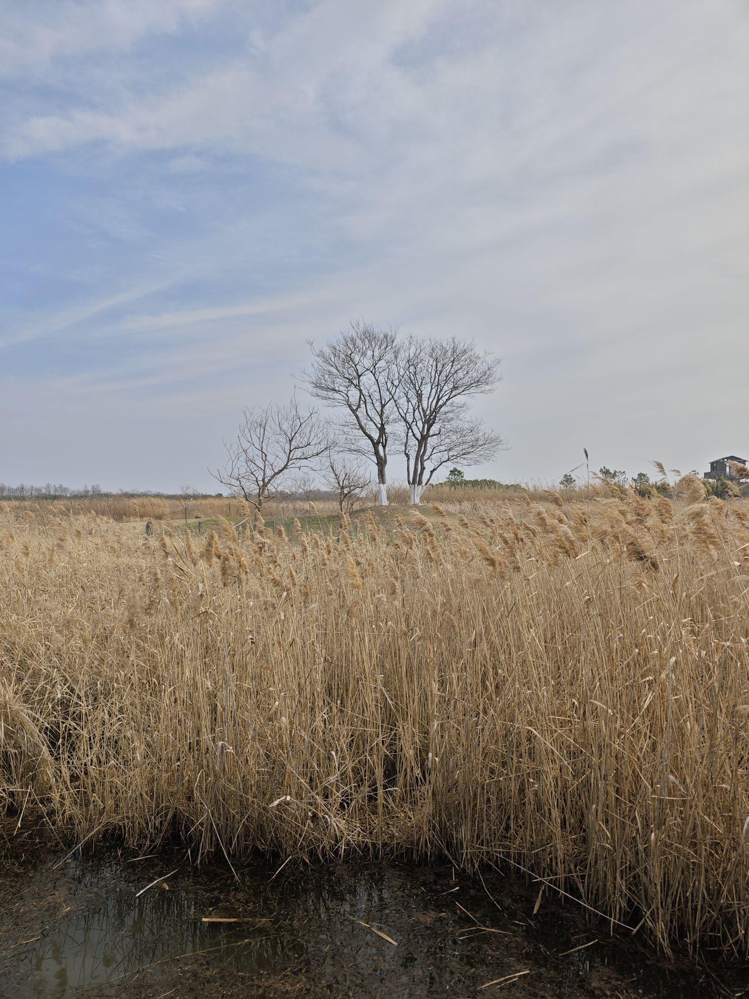 上海崇明岛一日游攻略/上海崇明岛一日游攻略图-第2张图片