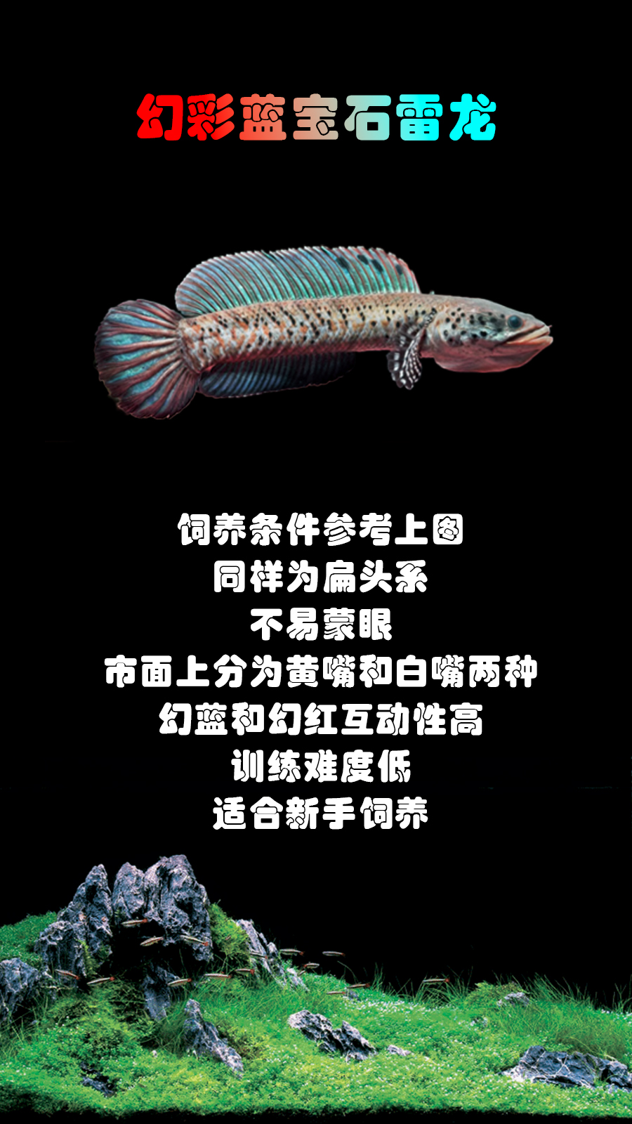 世界前十龙鱼品牌/世界前十龙鱼品牌排名-第1张图片