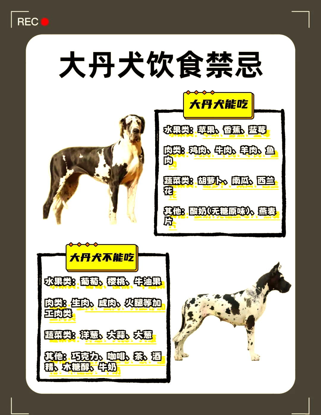 【30大禁养猛犬排名,前十禁养犬排名】-第2张图片
