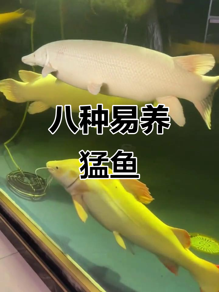 观赏鱼费用排名(观赏鱼费用排名)-第2张图片